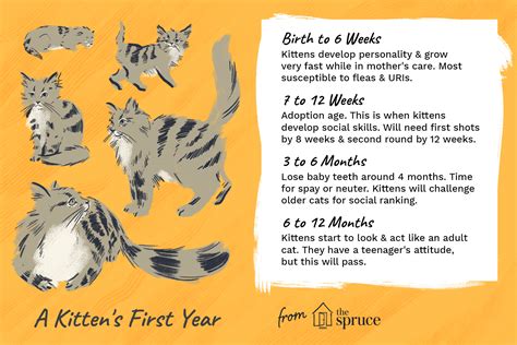 Tips and tricks for getting kitten healthy! Kitten Development From 6 Months to 1 Year