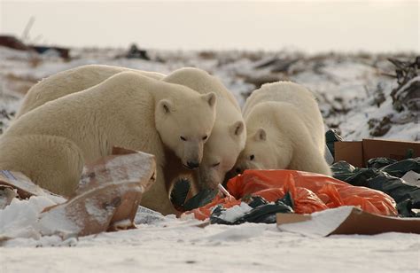 The Biggest Threats To Polar Bear Populations Today Worldatlas