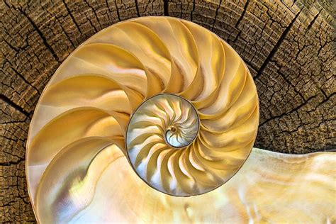 This Is A Photograph Of A Nautilus Shell Which Has Been Sawed In Half