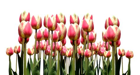 Spring Tulips Easter Free Photo On Pixabay