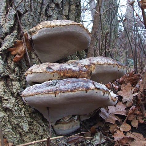 Bracket Fungus On Oak Tree Government House Garry Oak