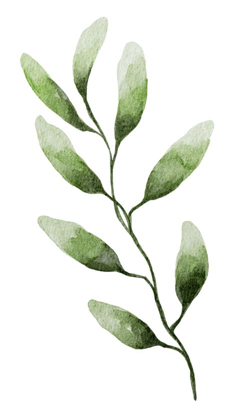 Watercolor Greenery Png 27388079 Png