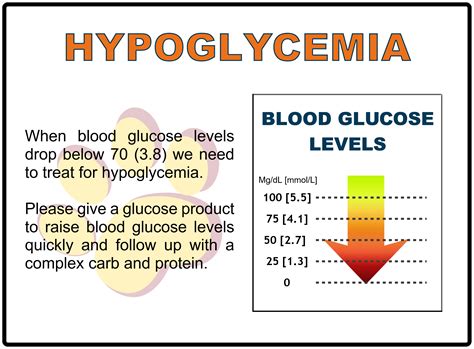 Hypoglycemia Causes Symptoms And Treatment Dogs Experts