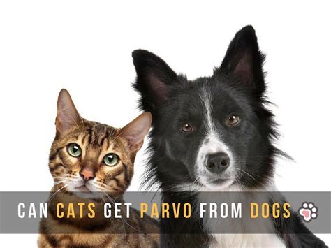 It's very common and one of the many symptoms of parvo is vomiting. Can Cats Get Parvo From Dogs? (You Need To Know About The ...