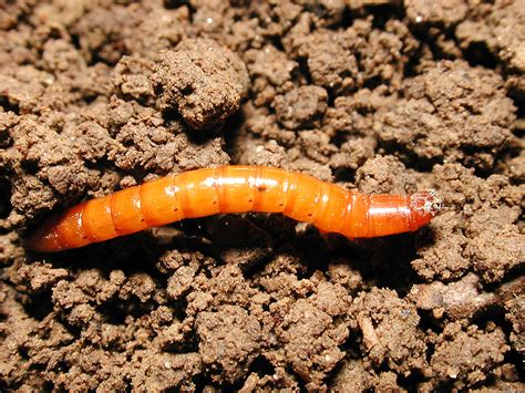 Vegetable Wireworm Center For Agriculture Food And The Environment