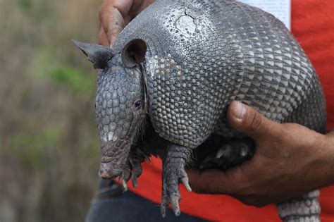 Reincorporan Animales Silvestres A Su Hábitat En Tlajomulco