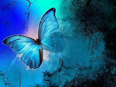 Shades Of Blue Butterflies Wallpaper 13492902 Fanpop