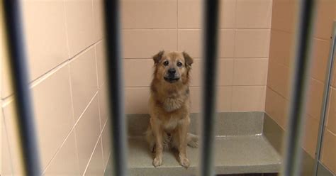 Shelters Working To Reunite Pets With Owners Cbs Colorado