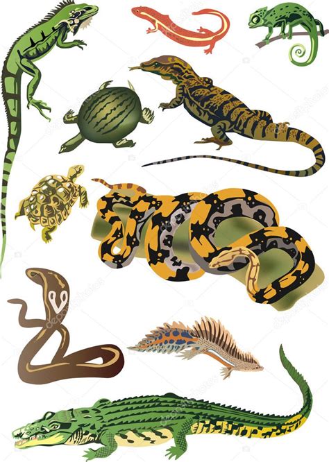 Collection Of Reptiles And Amphibians — Stock Vector © Drpas 7199501