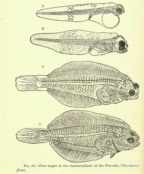 Metamorphosis Of The Flounder Plcuronectes Flcsus C1 Drawing By
