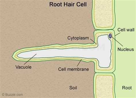 Water by osmosis and mineral ions by active transport. 2D Labelled Diagram - Root Hair cell