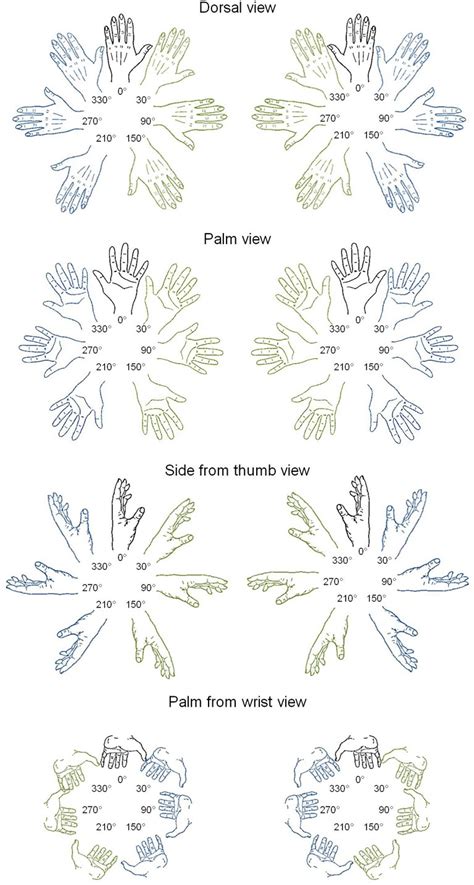 Line Drawings Of Left And Right Hands In Four Postures And Seven