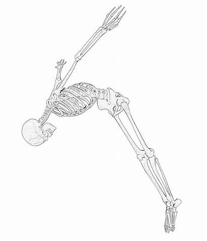 Skeleton Coloring Pages Printable Beaver Entelodont Giant