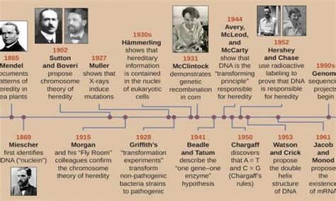 History Of Genetics Timeline And Advances Science Of Health