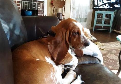 They perfectly fit into family life. Basset Hound Puppy for Sale - Adoption, Rescue | Basset Hound Puppy For Sale in Lancaster PA ...