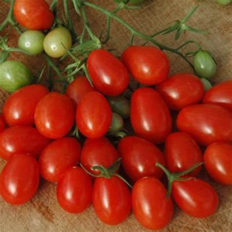 Solanum Lycopersicum Red Grape Tomato Eberts Greenhouse