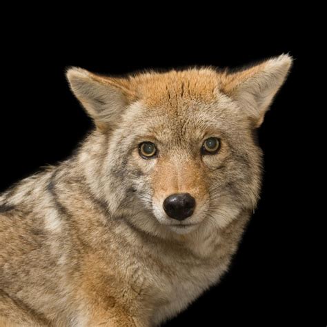 Sometimes puppies represent your qualities as a friend and a person, meaning you are trustworthy. The meaning and symbolism of the word - «Coyote»