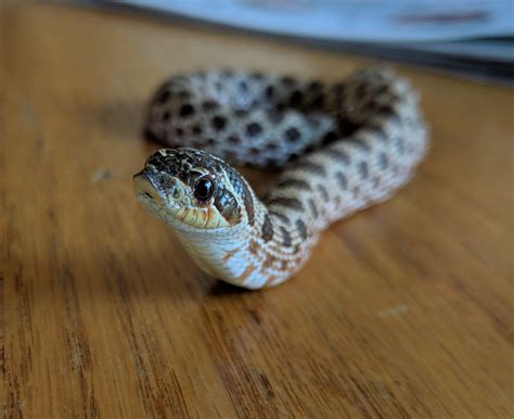 Cute Baby Snake Pictures Snakesb