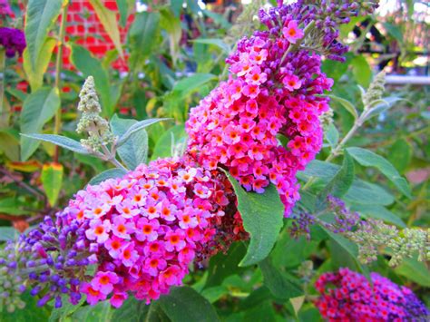 Butterfly Bush Varieties With Pictures And How To Care For It