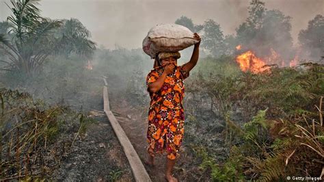 7 Fakta Mengerikan Kebakaran Hutan Di Indonesia Semua Konten Media