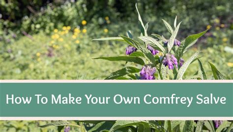 How To Make A Comfrey Salve Simple Steps For Natural Healing High