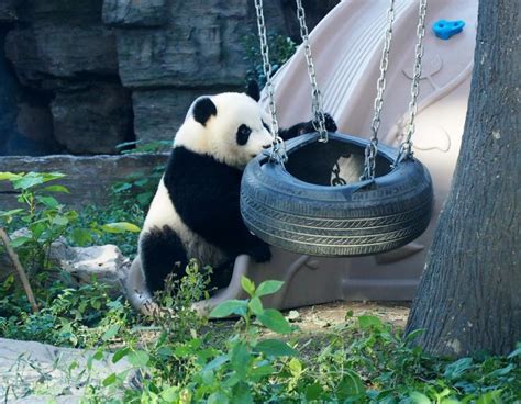 Twin Baby Pandas Arrive At Beijing Zoo Do Stupidly Cute Panda Stuff