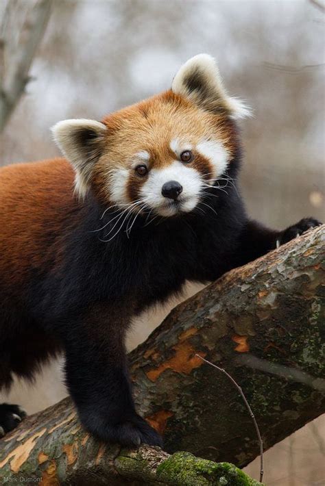 Img9300 Red Panda Cute Baby Animals Animals