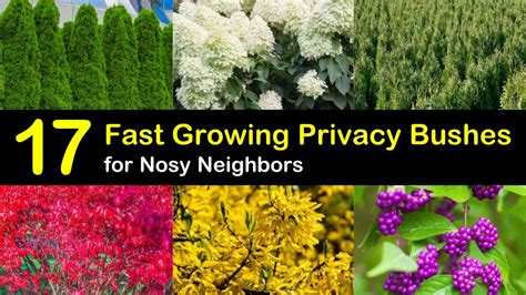 Its rounded leaves rustle in the breeze, adding a soothing sound. 17 Fast Growing Privacy Bushes to Deal with Nosy Neighbors