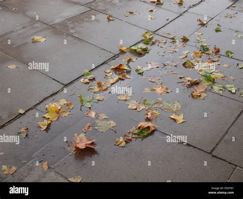 Leaves On Pavement Stock Photo Alamy