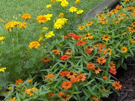 Direct sow flower seeds offer the simplest garden solution. Zinnias and Marigolds | Mona's Flowers in September 2008 ...
