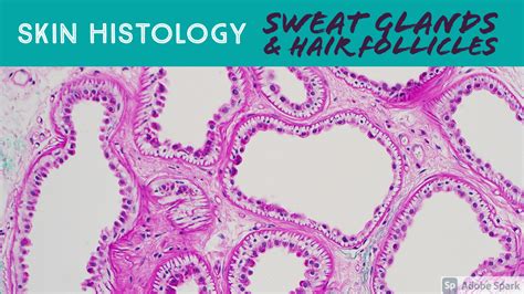 Sweat Glands Under Microscope Skin Adnexa Histology Anatomy Eccrine