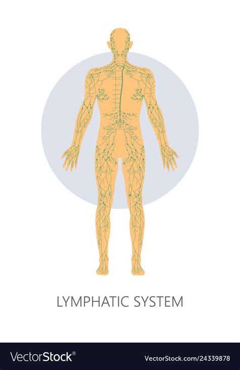 Lymphatic System Isolated Anatomical Structure Vector Image