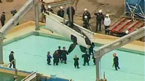 Killer Whale Hits The Highway For Seaworld Move Video Abc News