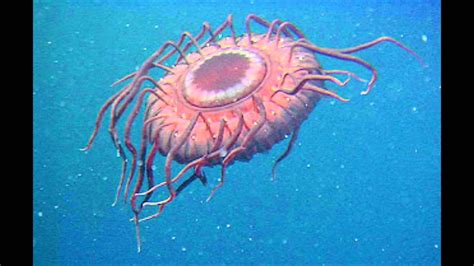 Atolla Wyvillei Jellyfish Youtube