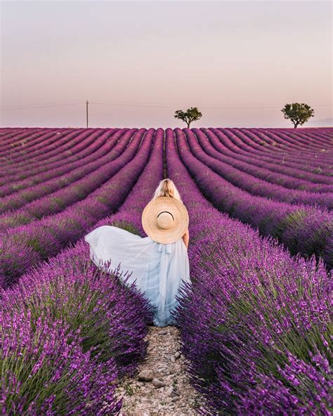 Essential Guide To The Lavender Fields In Provence Limitless Secrets