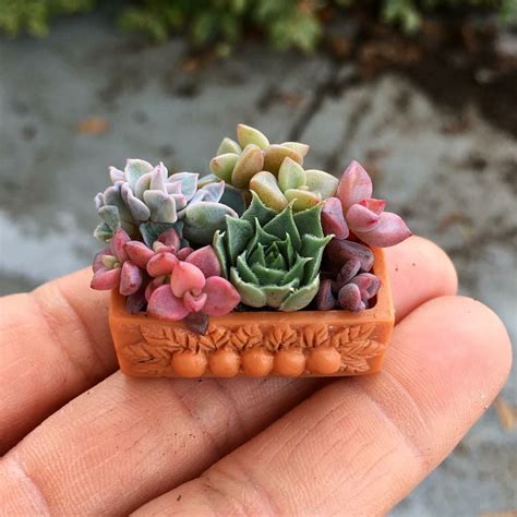 Tiny Succulent Planters Are The Cutest Thing You Will See Page 2 Of 2