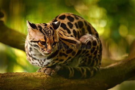 Wildlife In Costa Rica Nice Cat Margay Sitting On The Branch In The