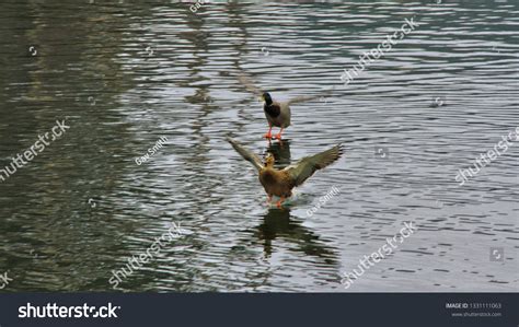 Male Female Duck Surfing Surface Lake Stock Photo Shutterstock