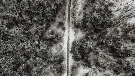 Download Wallpaper 2560x1440 Forest Trees Road Aerial View Snow