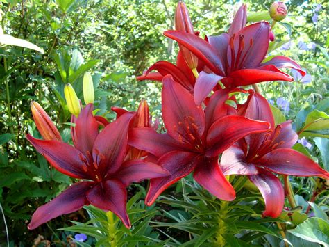 Wallpaper Red Lilies Bloom Petals Spring 2560x1920 Hd Picture Image