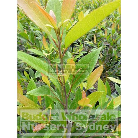 Elaeocarpus Reticulatus 300mm Pot 25lt Or Blueberry Ash Tree Budget