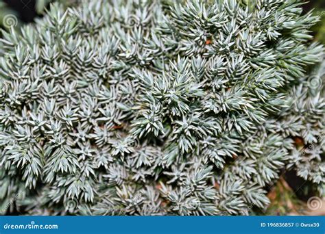Juniperus Horizontalis Is A Blue Chip Juniper Of The Brightly Colored