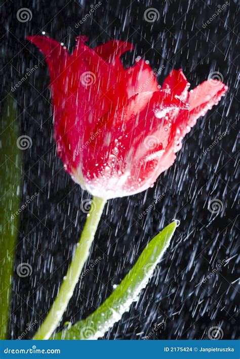 Tulip In The Rain Stock Photo Image Of Water Raining 2175424