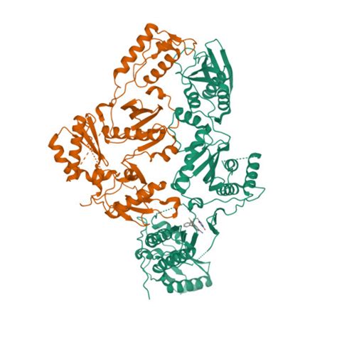 Rcsb Pdb 7so6 Crystal Structure Of Hiv 1 K103n Y181c Mutant Reverse