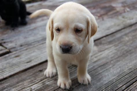 Yellow Lab Puppy Cute Dogs Yellow Lab Puppy Lab Puppies