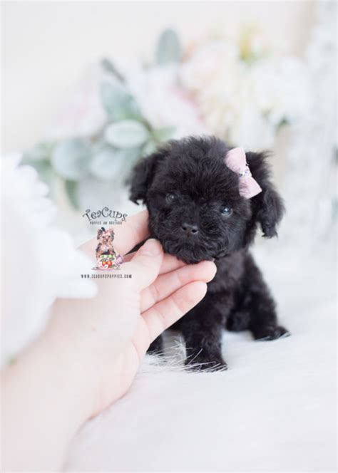 Teacup pomeranian for sale, healthy male and female pomeranian puppies very playful and will give you so much love. Teacup and Toy Poodle Puppies | Teacups, Puppies & Boutique