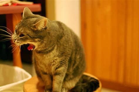 What To Do If Your Cat Is Vomiting Blood What To Do If Your Cat Is