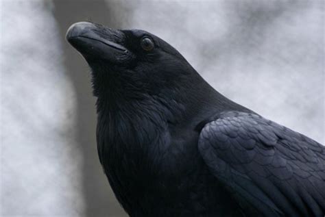 Photographs Of Ravens Osmiva