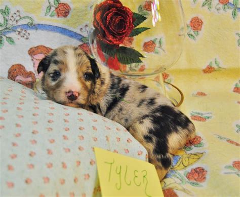 Shamrock Rose Aussies Update New Pictures Added Of Available