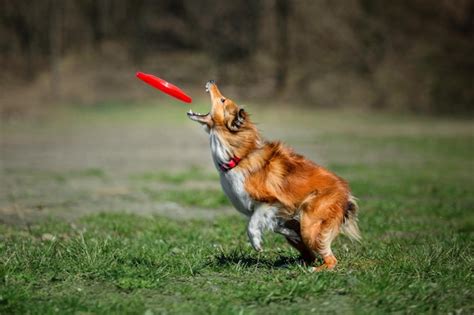 Premium Photo A Dog With A Red Collar Catching A Frisbee In Its Mouth